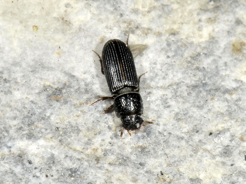 Pleurophorus caesus (Aphodiidae)